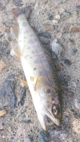 ヤマメの釣果