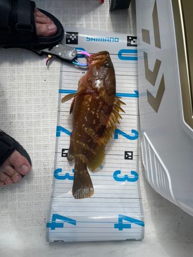 キジハタの釣果