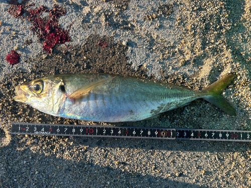 マルアジの釣果