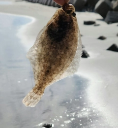 ヒラメの釣果