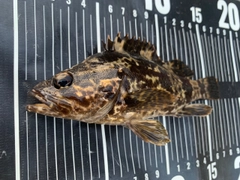タケノコメバルの釣果