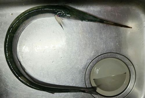 ダツの釣果