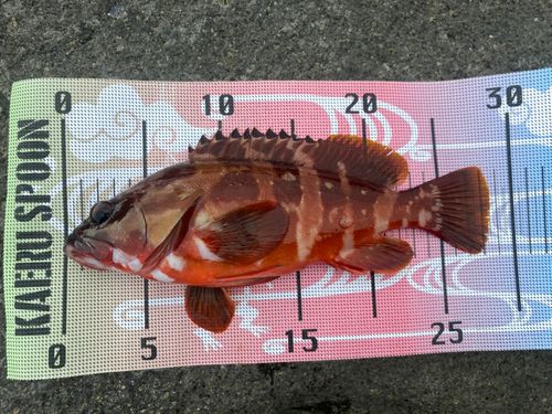 アカハタの釣果