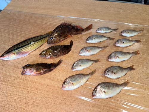 釣果