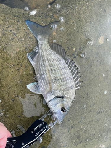 ミナミクロダイの釣果