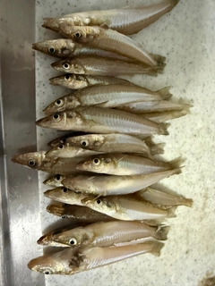 シロギスの釣果