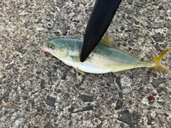 ワカシの釣果