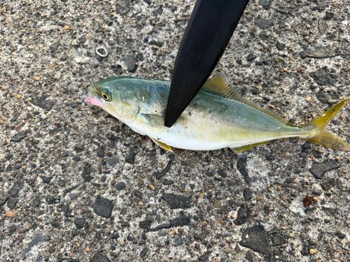 ワカシの釣果