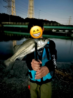 ヒラスズキの釣果