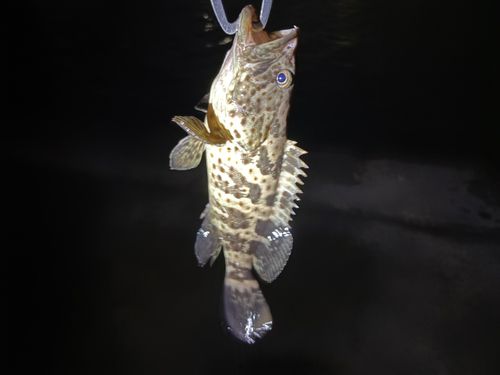チャイロマルハタの釣果