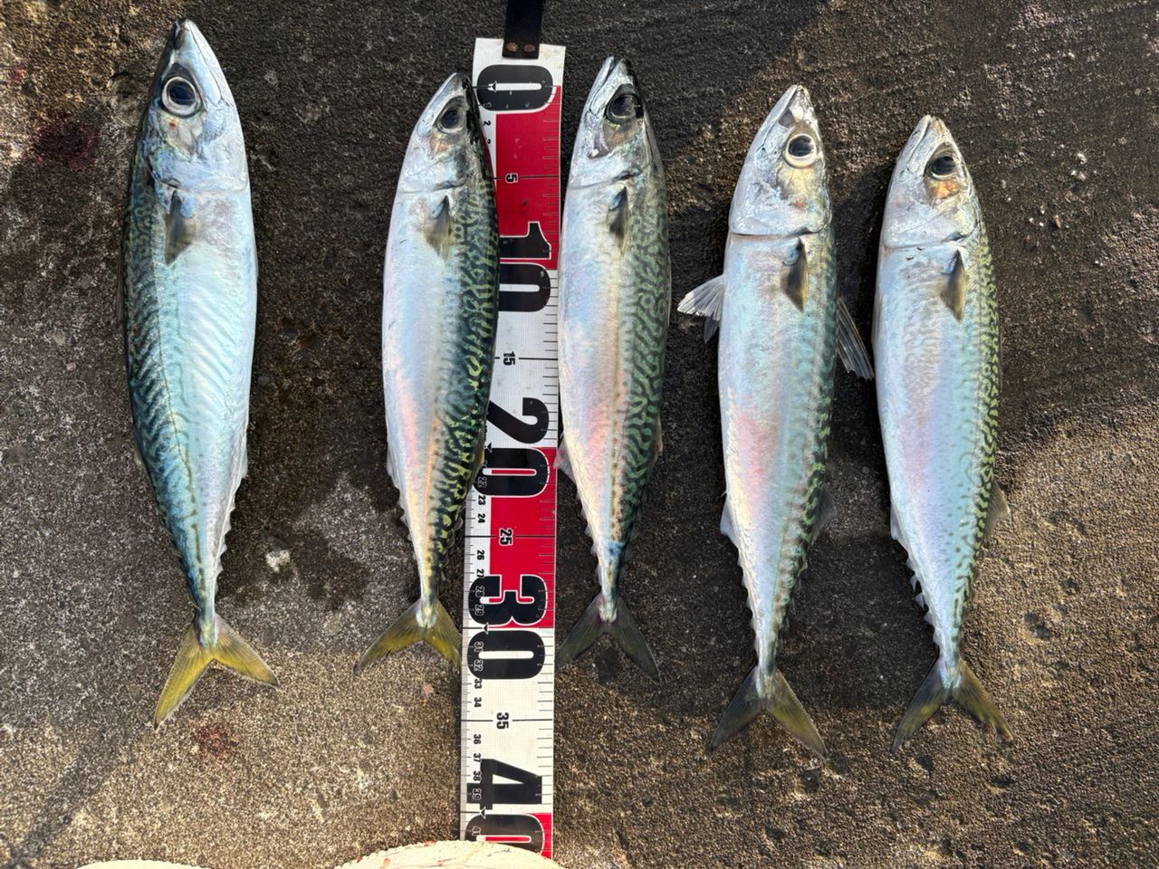 SHIMANO 23アンタレス DC MD XG RIGHTの最安値・インプレ・釣果 | 本音