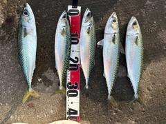 サバの釣果