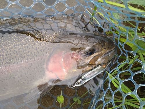 トラウトの釣果