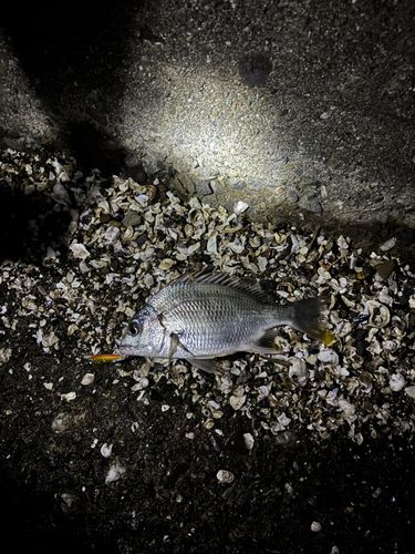 キビレの釣果