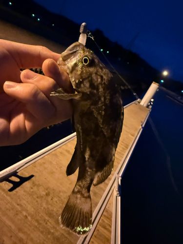 クロソイの釣果