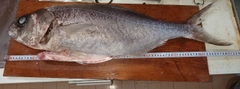 ダルマの釣果