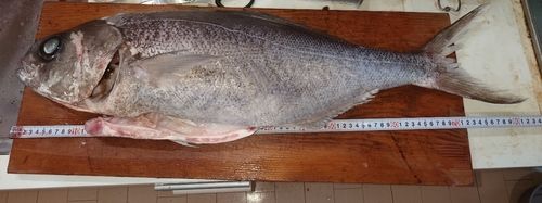 ダルマの釣果