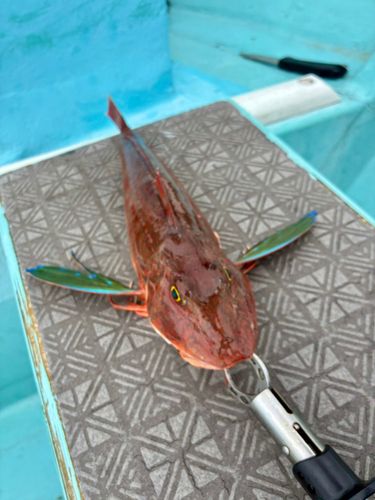 ホウボウの釣果