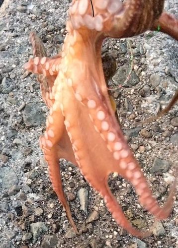 タコの釣果