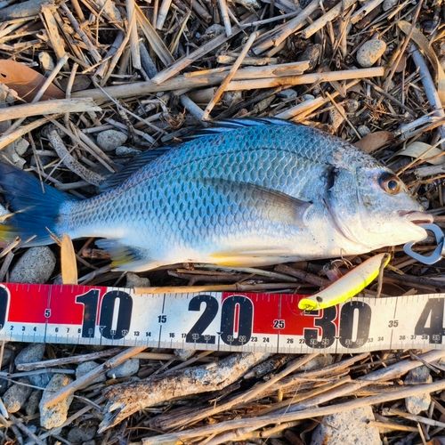 キビレの釣果