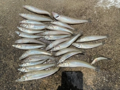 シロギスの釣果