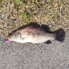 アカメの釣果