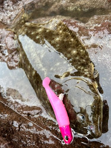 ソゲの釣果