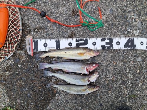 コマイの釣果