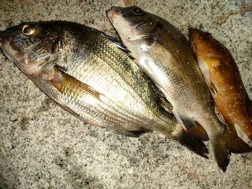 チヌの釣果