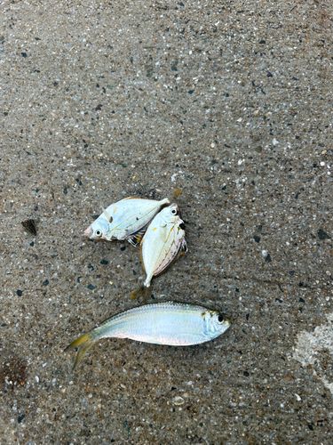 釣果