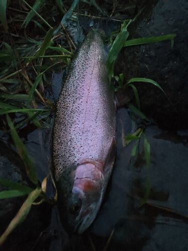 ニジマスの釣果
