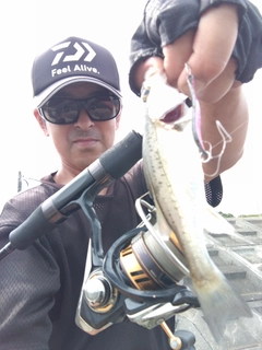 セイゴ（タイリクスズキ）の釣果