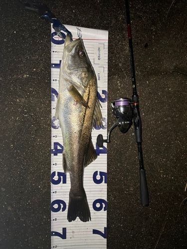釣果