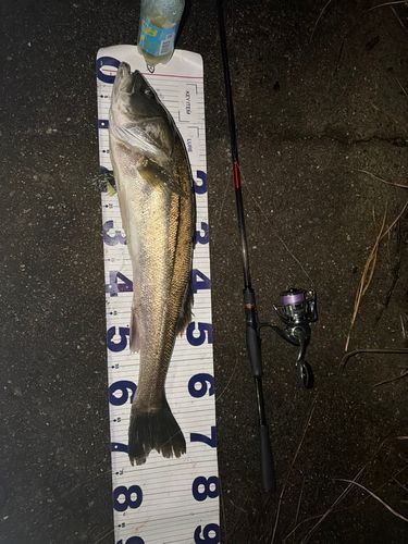 釣果