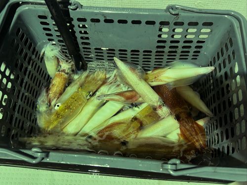 シロイカの釣果