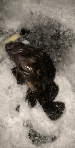 オウゴンムラソイの釣果