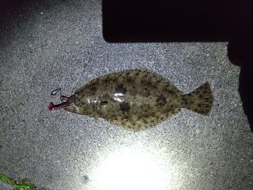 ソゲの釣果