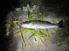 スズキの釣果