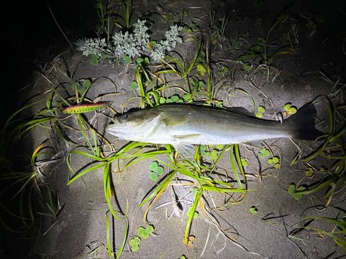 スズキの釣果