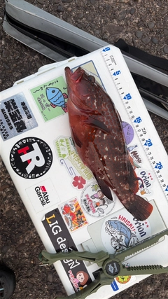 キジハタの釣果