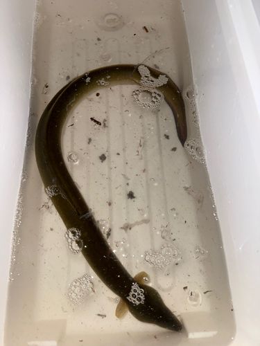 ウナギの釣果
