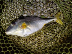 ギマの釣果