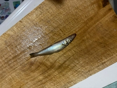 キスの釣果