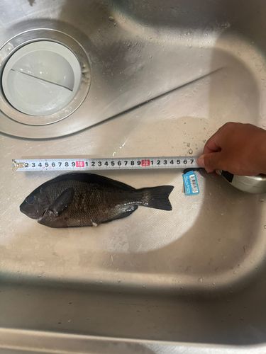 グレの釣果