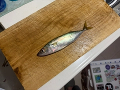 サバの釣果