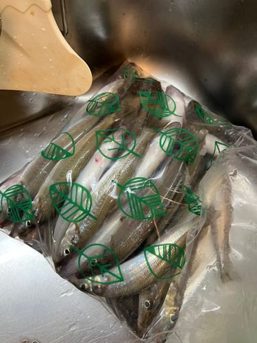 シロギスの釣果