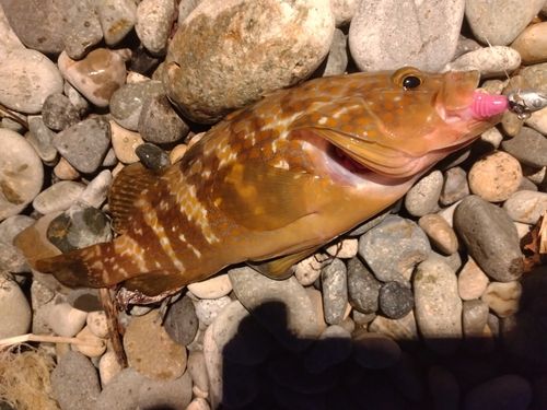 キジハタの釣果