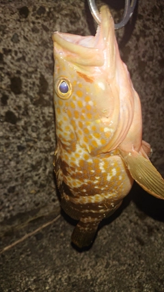 キジハタの釣果