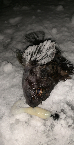 オウゴンムラソイの釣果