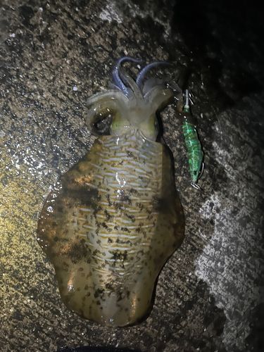 アオリイカの釣果